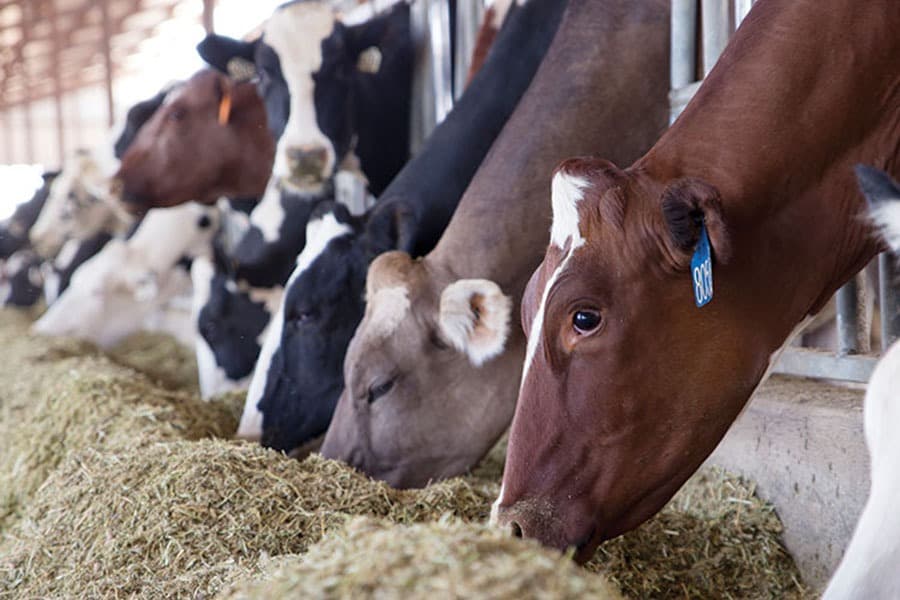 خوراک دام طلایی جام؛ پرواری شیرافزا تلیسه پودر گلوله رشته Concentrate