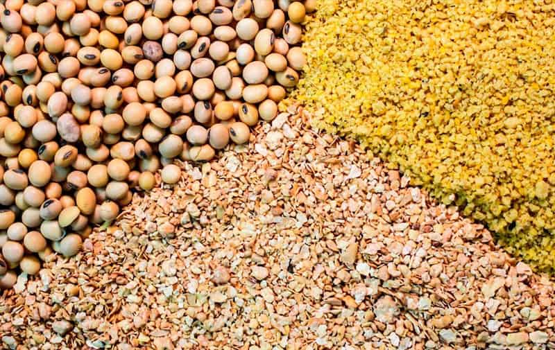 خوراک دام سبزوار؛ افزایش سطح انرژی پلت حبه ای ریز Greenery