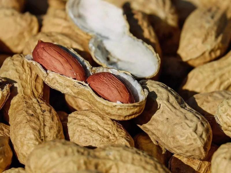 بادام زمینی مزمز 500 گرمی؛ سرکه ای نمکی روکش دار حاوی کلسیم magnesium