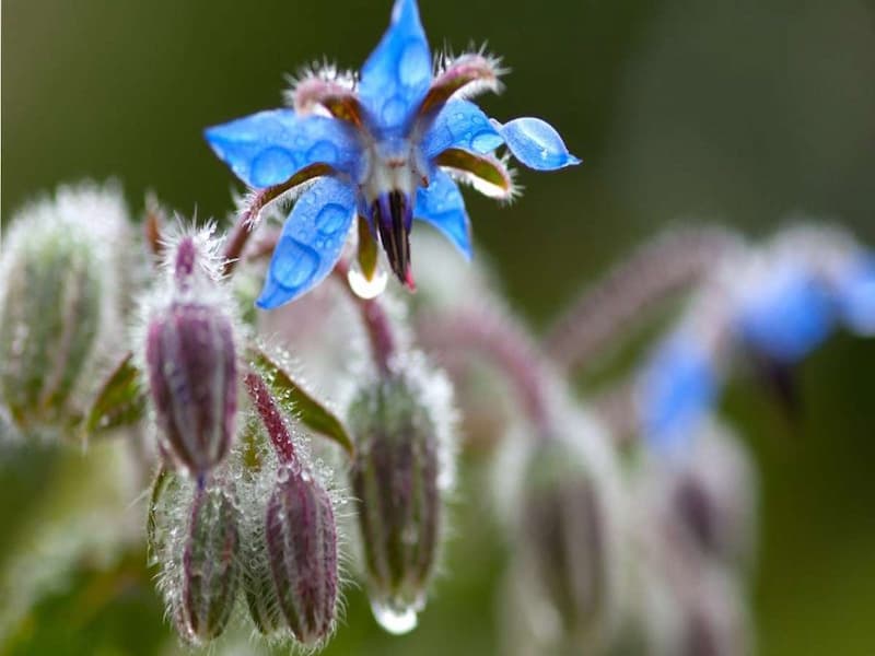 گل گاوزبان صحرایی؛ دمنوش جوشانده ضد استرس اضطراب Field