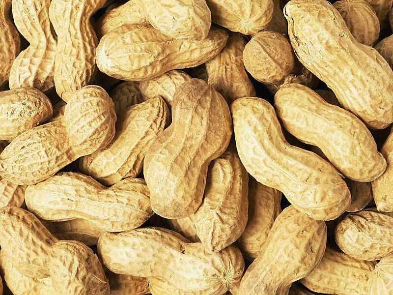 بادام زمینی روکش دار کچاپ؛ پروتئین بالا طبع گرم منبع پتاسیم حاوی Antioxidants