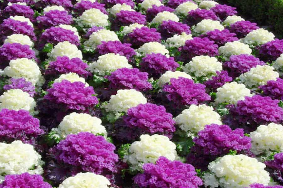 گل کلم زینتی؛ گیاه آپارتمانی بنفش قرمز عمر یکساله رشد اروپای جنوبی Flower