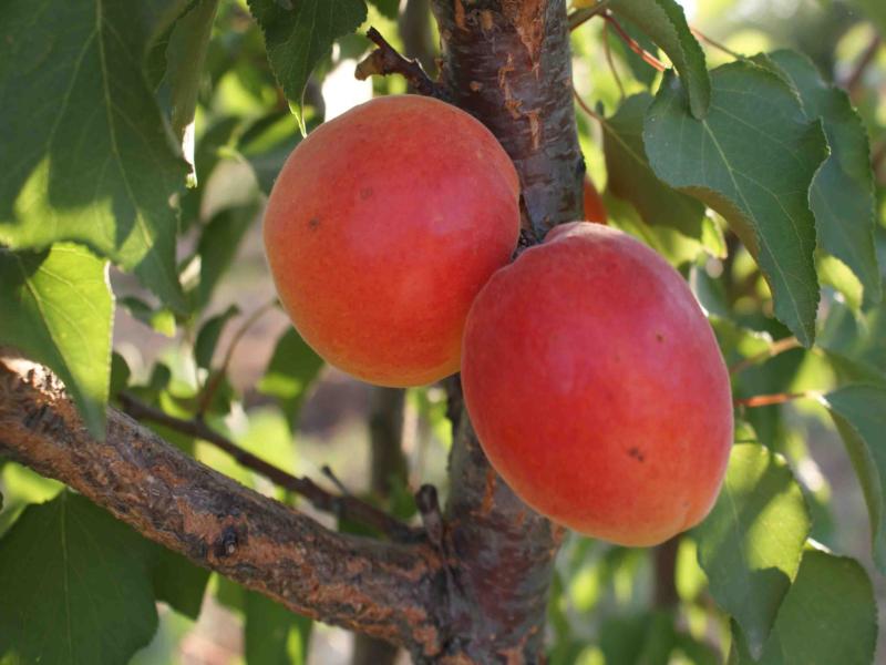 زردآلو در تهران؛ سلطنتی شکر پاره ویتامین (A C K E) درمان دیابت