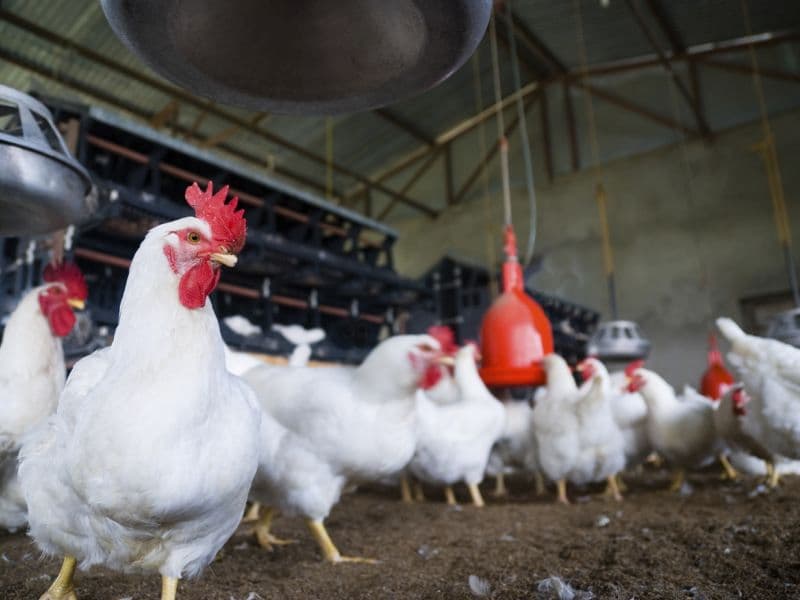 بنتونیت بستر مرغداری؛ جذب رطوبت پرورش طیور غلظت آمونیاک bentonite