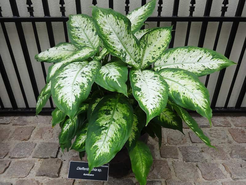 قلمه گل دیفن باخیا؛ نور خورشید مهتابی سبز سفید 10 سانتی متر