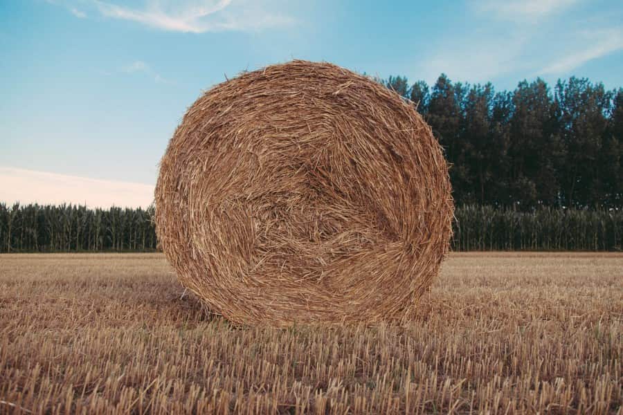 یونجه سمنان؛ پرورش دام فیبر روی آهن SEMNAN