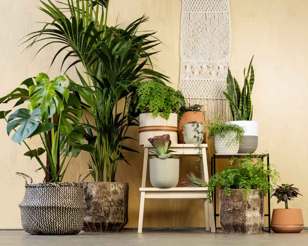 گیاهان آپارتمانی سایه دوست؛ کم نور 3 نوع زامفولیا سانسوریا پتوس