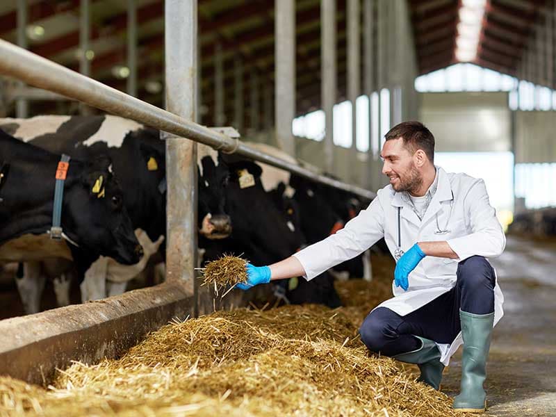 خوراک دام و طیور ارومیه؛ کنجاله سویا کلزا بسته بندی Vitamin A