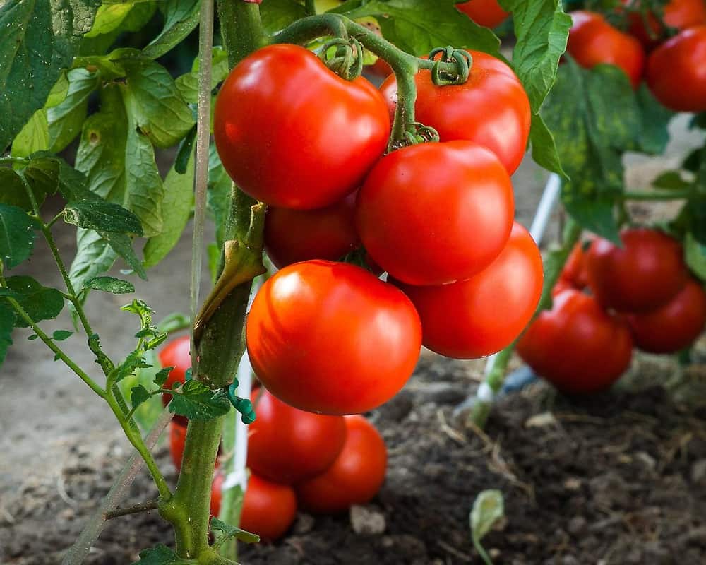 گوجه فرنگی در عمان؛ سورت شده فله قرمز Anticancer