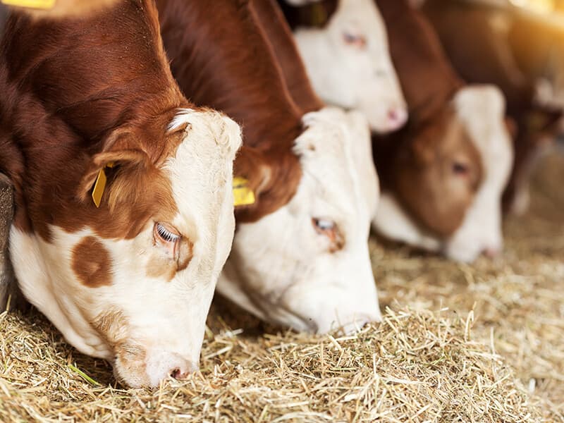 خوراک دام و طیور تلاونگ؛ کنسانتره‌ دان پروتئین ویتامین فله Iran