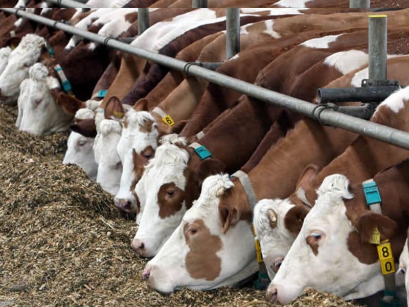 خوراک دام و طیور جهان نما؛ پودری پلت پروتئین 10 20 کیلوگرمی 