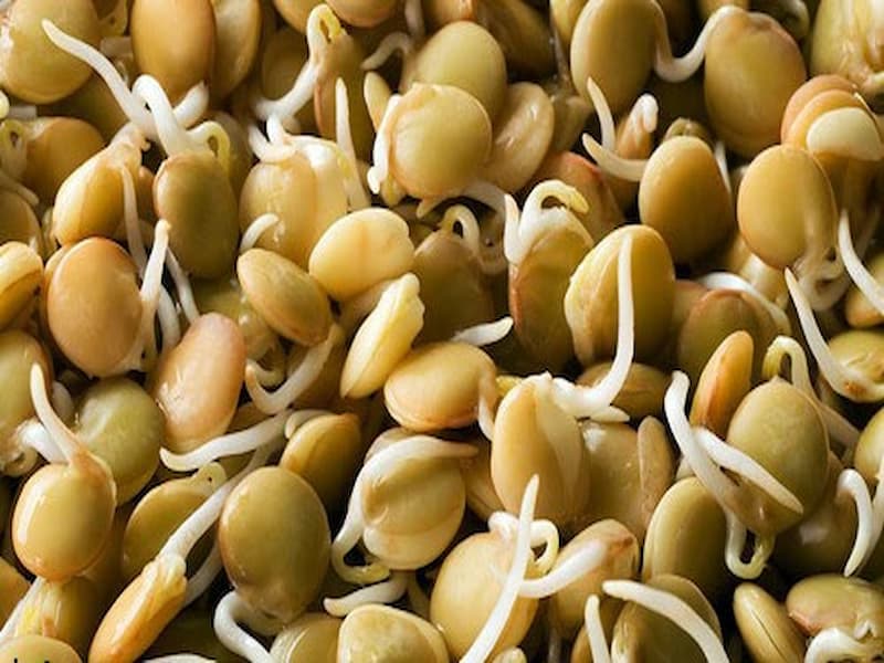 عدس سبز برای معده؛ بافتی نرم خوشمزه حاوی آنتی اکسیدان Green lentils