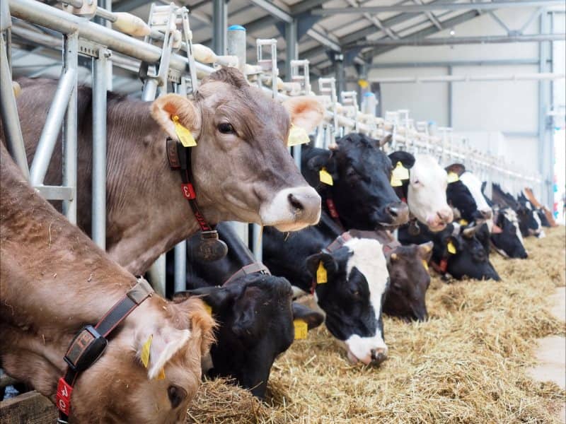 خوراک دام و طیور سمنان؛ پودر جامد گلوله ای پروتئین Semnan