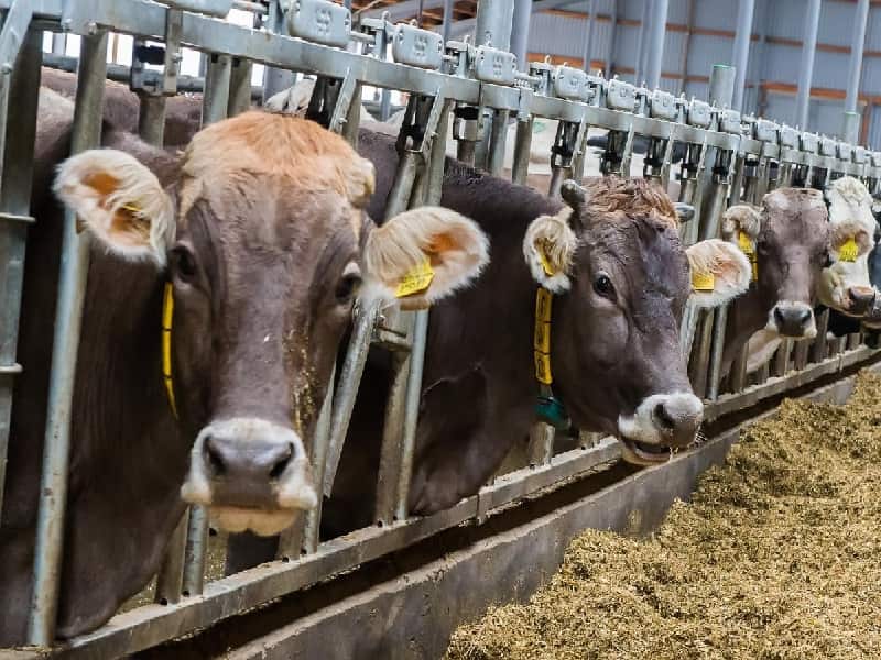 خوراک دام و طیور ساحل؛ یونجه پروتئین ویتامین مواد معدنی 10 20 کیلویی