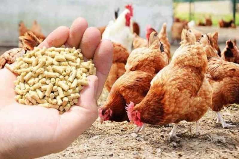 خوراک طیور صنعتی؛ جلوگیری بیماری 2 نوع کنجاله سویا ذرت Calcium