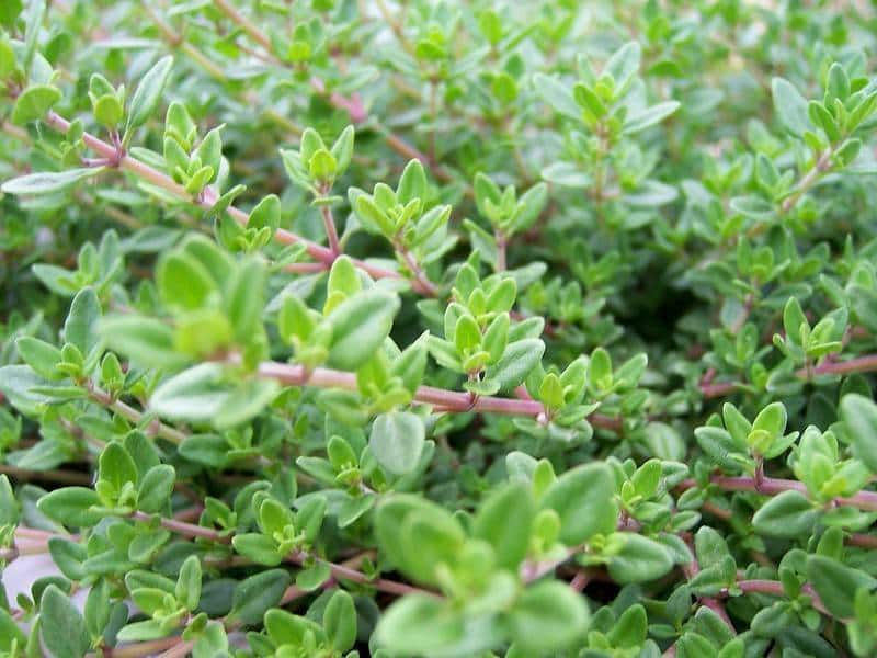 آویشن شیرازی در بازار؛ خاکستری 2 نوع پودری عصاره Shirazi