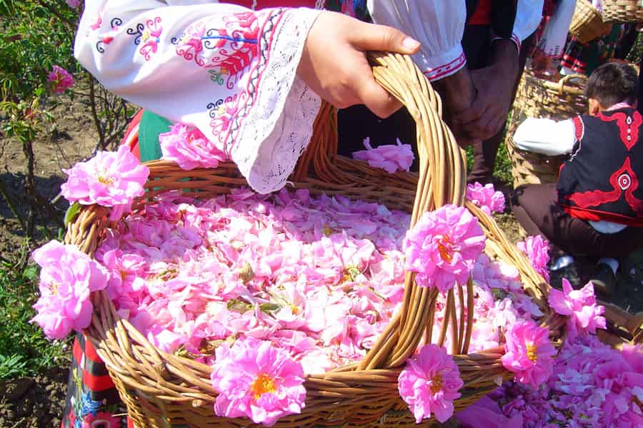 گل محمدی تازه؛ خوش عطر (سفید صورتی قرمز زرد) آنتی اکسیدان ویتامین E