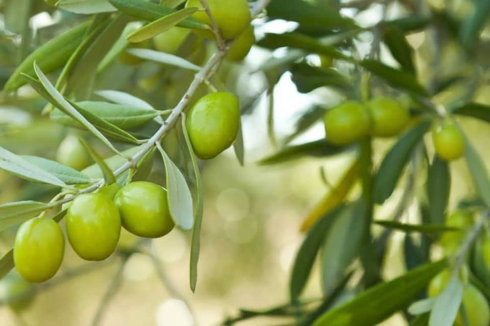 زیتون خام؛ سیاه سبز شیشه ای شور پرورده ویتامین آهن آنتی اکسیدان