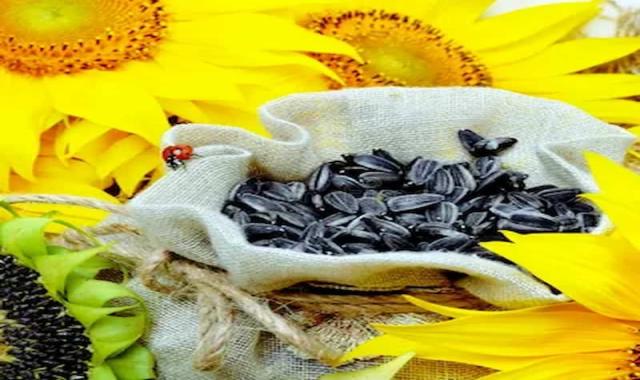 تخمه آفتابگردان بسته بندی؛ مغز لیمویی نمکی 2 کیلویی sunflower