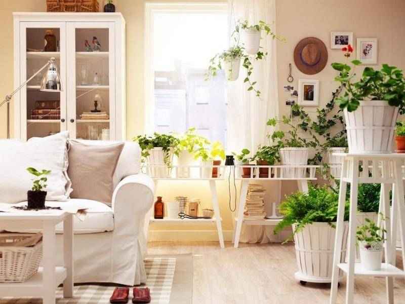 گل آپارتمانی مقاوم به سایه؛ طول عمر زیاد قابلیت جابجایی Apartment flower