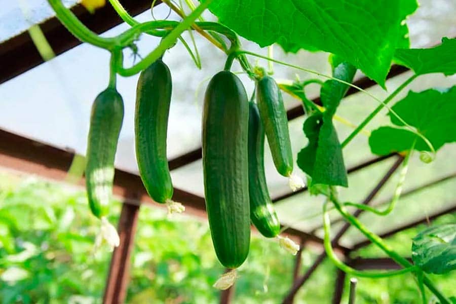 خیار گلخانه ای هیدروپونیک؛ سبز تیره یکسان ترد مجلسی fragrant