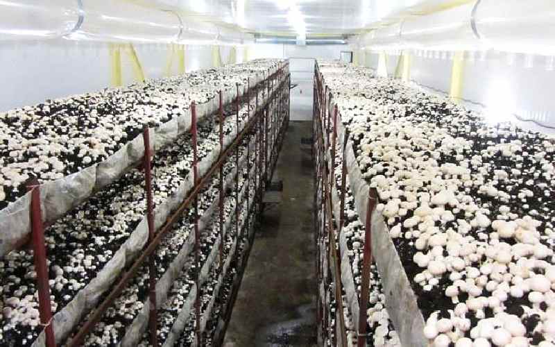 بذر قارچ دکمه ای؛ روشن سفید نر ماده یکدست تمیز high quality