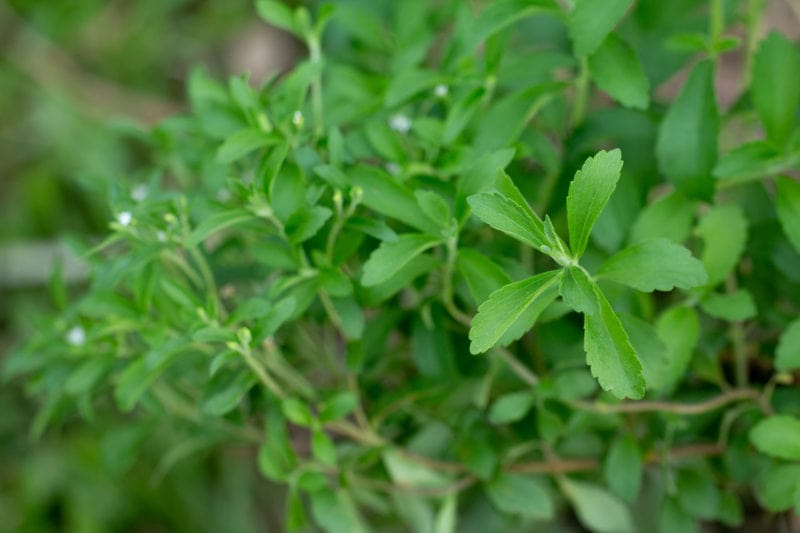 استویا در ایران؛ شیرین کننده 150 مدل مناسب افراد دیابتی