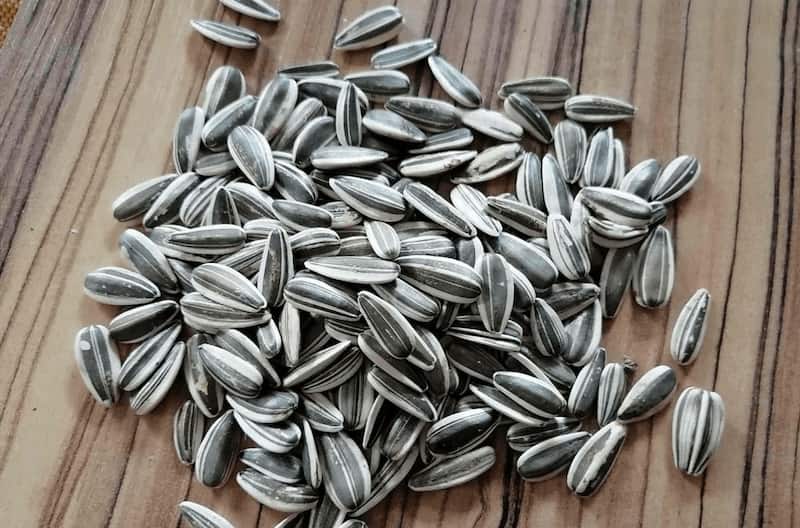 تخمه آفتاب گردان کانادایی؛ یکدست درشت 2 نوع خام شور