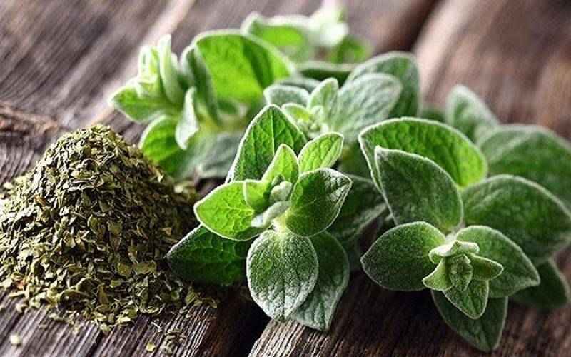 پونه کوهی؛ فیبر پروتئین چای دمنوش فله بسته بندی oregano