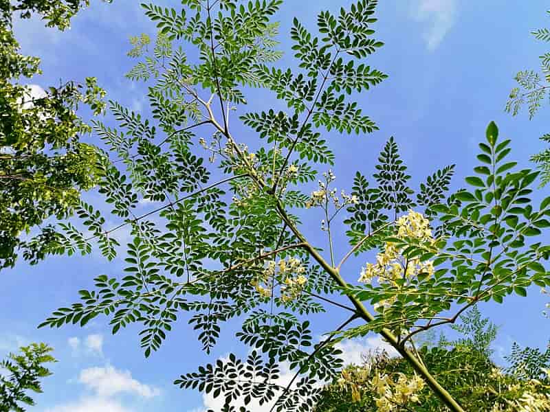 مورینگا امو؛ کوچک سبز تلخ گز لاغرکننده طبع گرم fiber