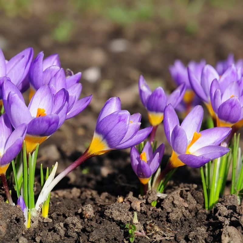 زعفران مصطفوی مهر ایرانیان؛ حاوی آنتی اکسیدان پتاسیم کلسیم Saffron