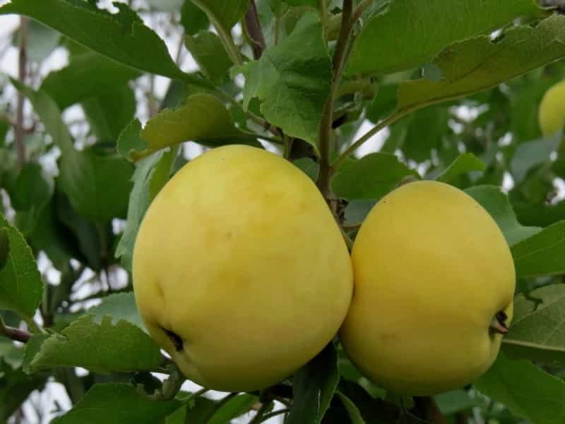 سیب روی درخت؛ ترش شیرین 4 رنگ سفید زرد سبز قرمز املاح معدنی