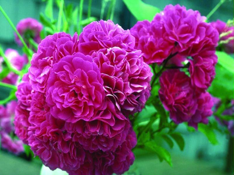 گل محمدی تهرانسر؛ پرپر شده رسیده غنچه ای درمانی خوراکی Rose