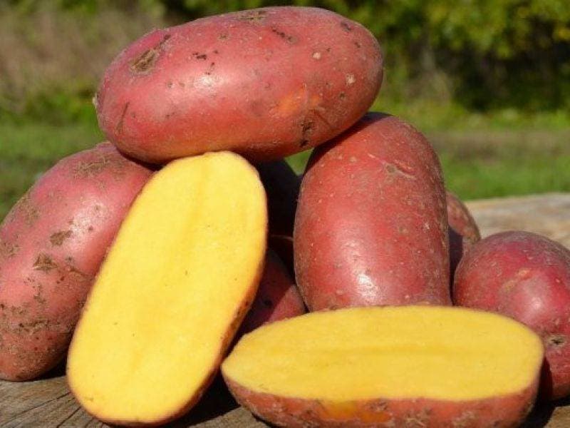 سیب زمینی قرمز شیرین؛ قهوه ای فیبر پتاسیم سیفی جات Sweet