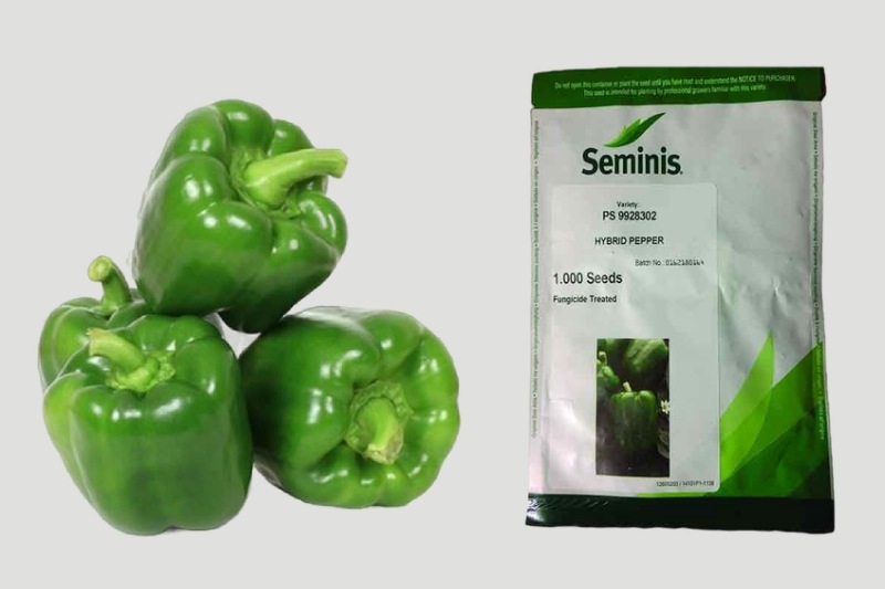 بذر فلفل دلمه هیبرید؛ زودرس سبز زرد قرمز (پخته خام) مقاوم برابر باکتری