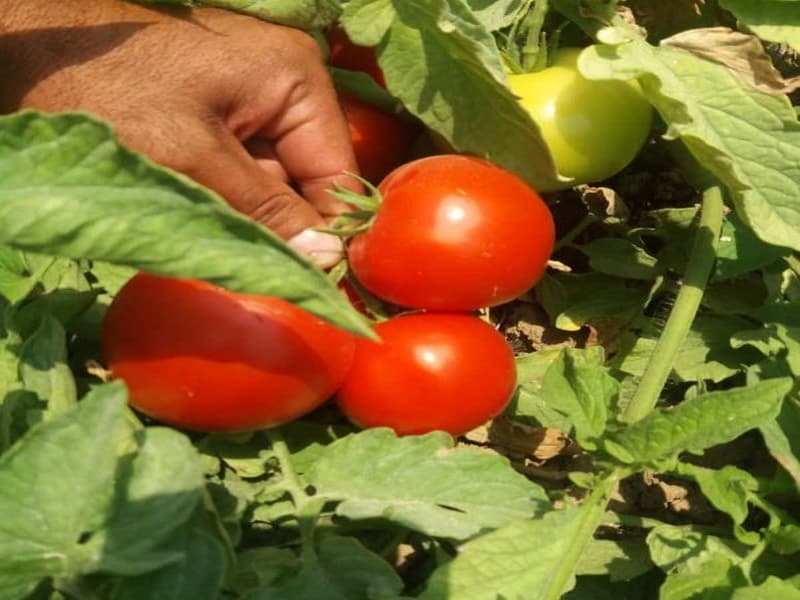 گوجه فرنگی برنتا؛ زودرس ضد سرطان درمان دیابت 165 گرمی