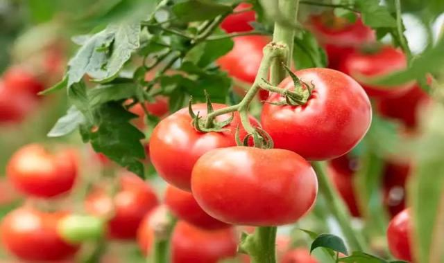 گوجه فرنگی رقم متین؛ درشت گوشتی آبدار حاوی مواد مغذی Vitamin
