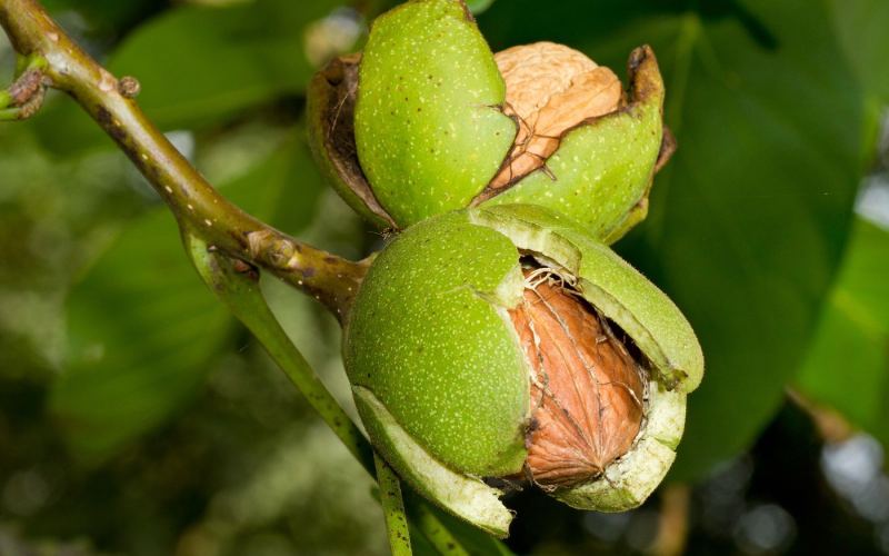 خرید و قیمت انواع گردو خوشه ای آمریکایی