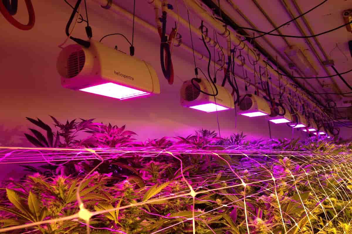 لامپ یو وی برای گلخانه؛ کم مصرف بنفش 2 نوع مهتابی خورشیدی