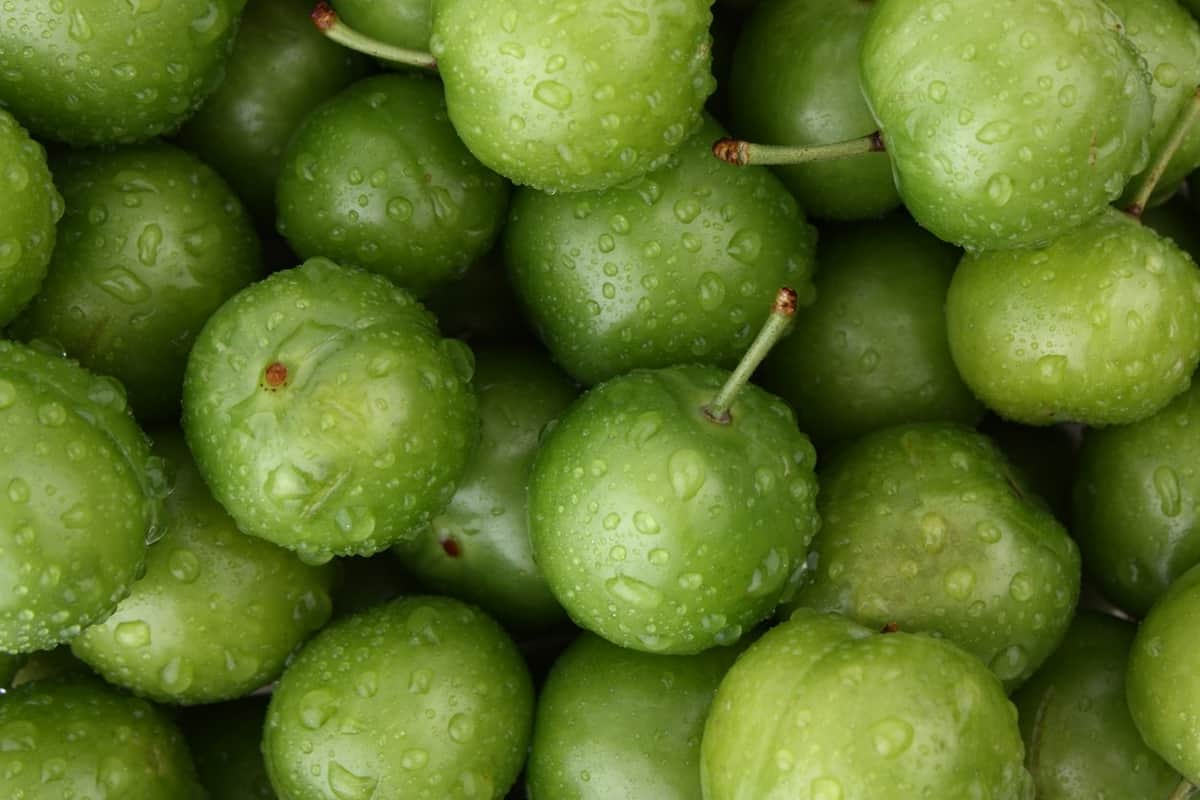 خرید آلوچه سبز گلخانه ای + قیمت عالی