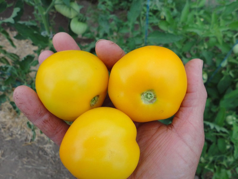 گوجه فرنگی گیلاسی زرد؛ گلخانه ای ارگانیک درمان جوش حاوی Vitamin C