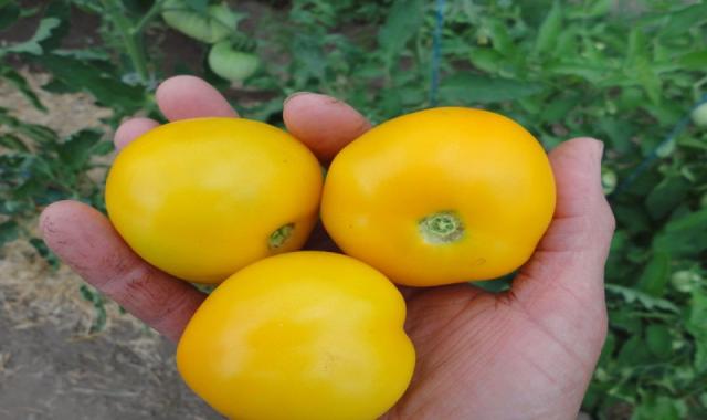 گوجه فرنگی گیلاسی زرد؛ گلخانه ای ارگانیک درمان جوش حاوی Vitamin C
