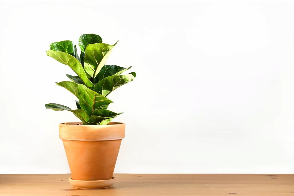 بهترین گل فیکوس لیراتا + قیمت خرید عالی