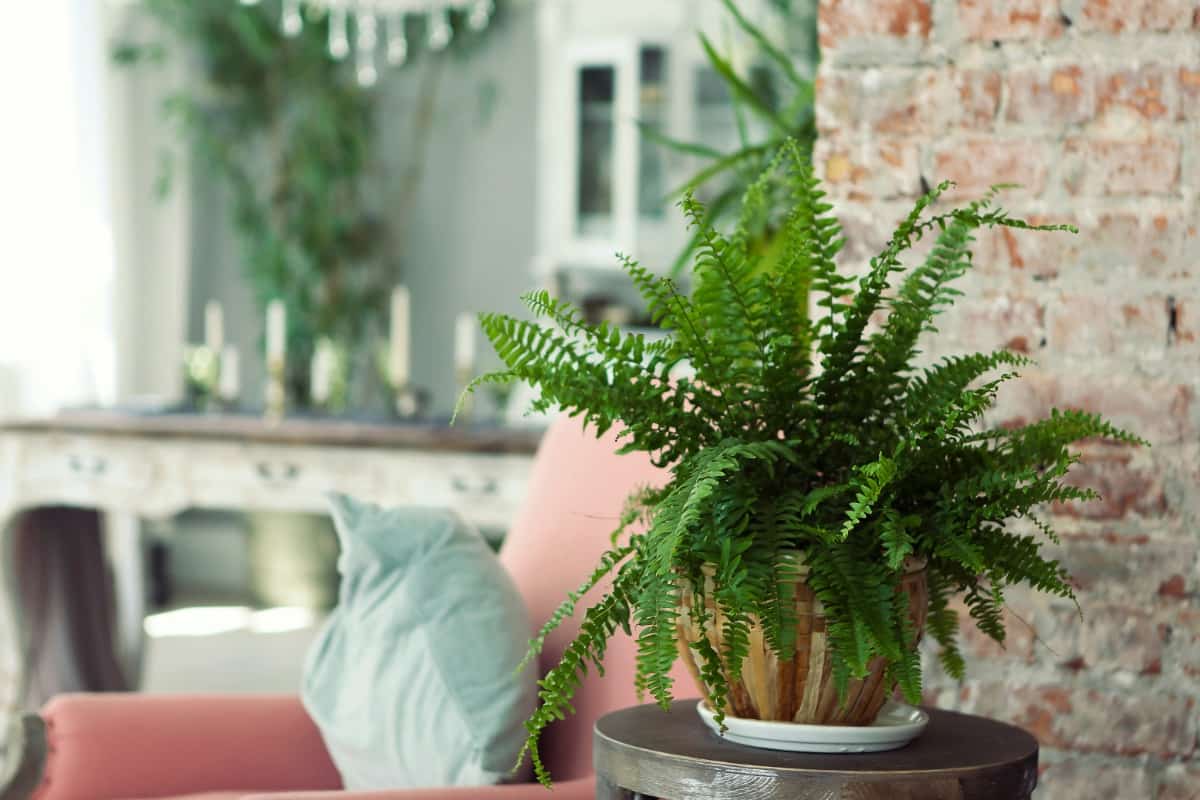  خرید انواع گیاه آپارتمانی کم نور + قیمت