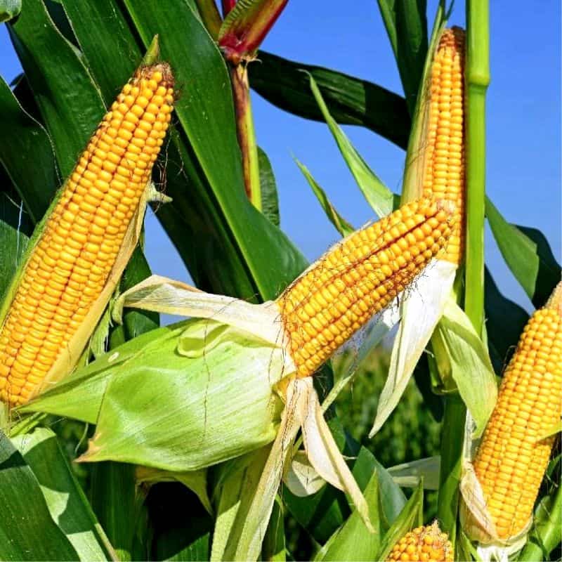 خرید بذر ذرت علوفه ای مغان + بهترین قیمت