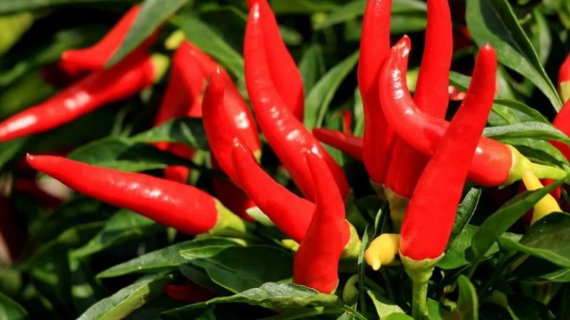 بذر فلفل تند هندی؛ بسیار تند 2 محل کشت مزرعه گلدان Pepper