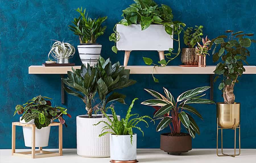 فروش گیاهان آپارتمانی در تبریز | خرید با قیمت ارزان