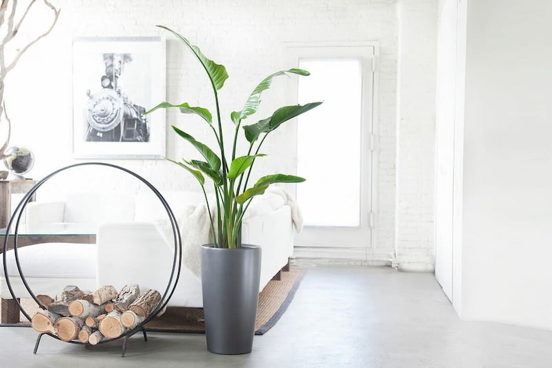 خرید جدیدترین انواع گل آپارتمانی بزرگ