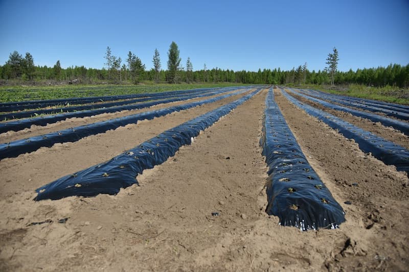 خرید وقیمت روز نایلون کشاورزی مشکی