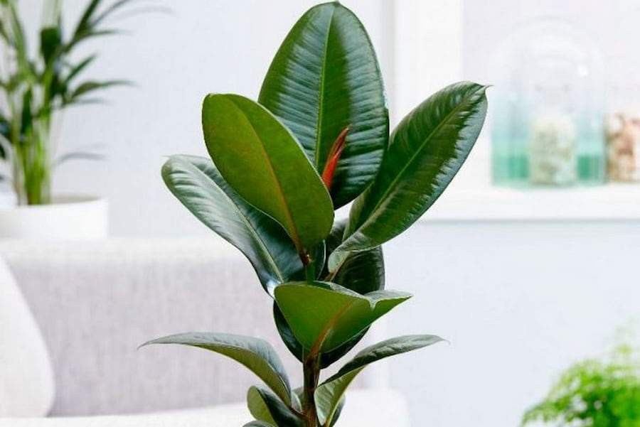 خرید گل آپارتمانی فیکوس الاستیکا + قیمت عالی